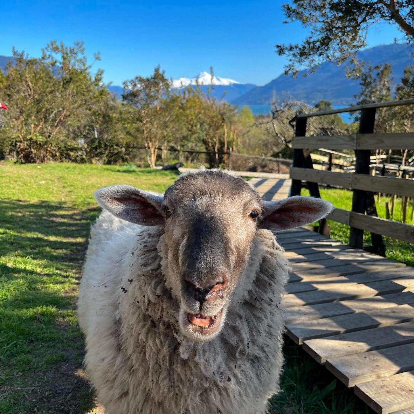 Bed and Breakfast Patagonia Nativa Cochamo Zewnętrze zdjęcie